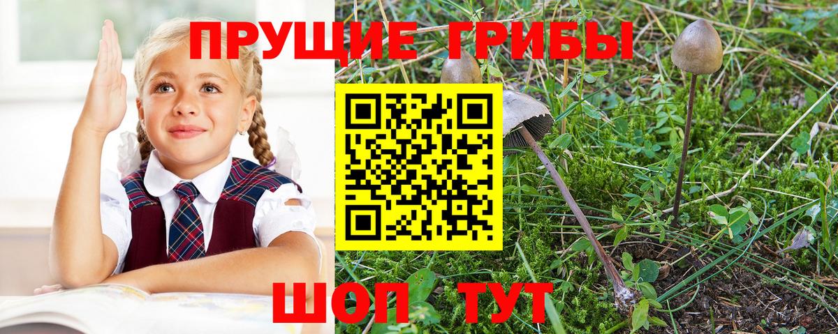 наркота  Псилоцибиновые грибы мицелий  Вход с VPN  Советский  Галлюциногенные грибы мицелий 